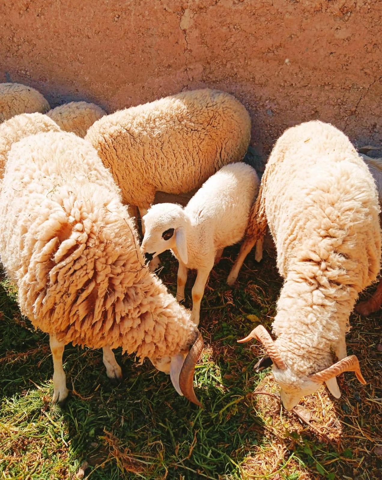 Family Village Marrakech 마라케시 외부 사진